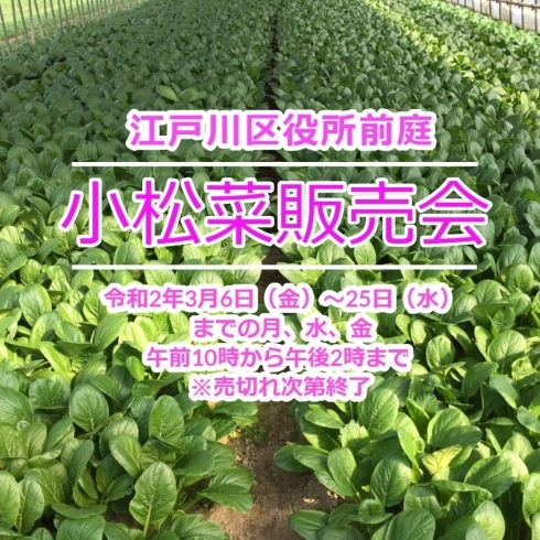 「区役所前庭において学校給食用小松菜を販売します！」