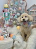 モコくん「MerryXmas🎄」