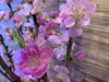 「 ☆現場の声・花満開・いつものコースで！☆」