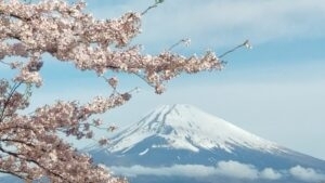 「【桜】国立駿河療養所敷地 一般開放のお知らせ」