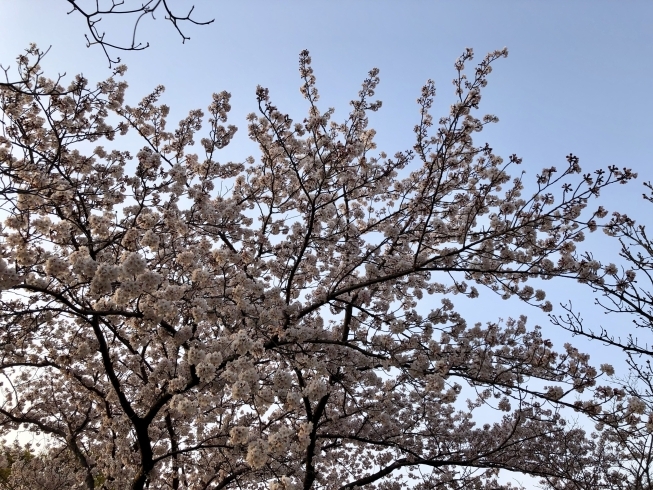 本物の桜も、もうすぐですね！「祝・合格！　春期講習もやっています！」