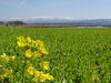 「福島潟　潟みち散歩①」