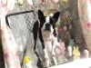 3月2日 シャンプーコースの小豆ちゃん 犬猫のトリミング屋