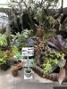 植物好きなら誰もが知る 植木の老舗卸問屋 花宇宙 さん かわいいなさんの空中散歩 まいぷれ 川西 猪名川