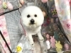 3月5日 シャンプーのポテチちゃん 犬猫のトリミング屋さん