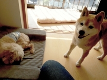 HappyTail新潟市・犬猫長期預かり可能一か月以上割引♪老犬老猫も！