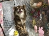 3月8日 シャンプーコースの茶々丸ちゃん 犬猫のトリミング屋さんぽちのうち 犬 猫のトリミング屋さん ぽちのうちのニュース まいぷれ 船橋市