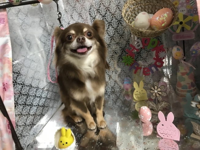 3月8日 シャンプーコースの茶々丸ちゃん 犬猫のトリミング屋さんぽちのうち 犬 猫のトリミング屋さん ぽちのうちのニュース まいぷれ 船橋市