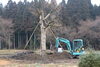 まだ植え替え作業中でした。「釜の越桜の『分身木』を見に行ってきました❕」