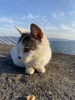 「新型コロナウイルスには免疫力！」