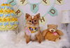 Happybirthday　ぱらむくん「Anniversaryphoto　(*´ω｀*)」