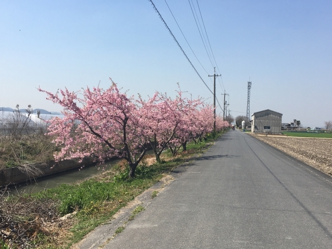 河津桜満開です まいぷれ岡山市中区 南区編集部のニュース まいぷれ 岡山市中区 南区