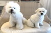 ビションフリーゼ福くんとパンチくん親子みたい(笑)「新入生ちゃん（╹◡╹）」