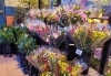 春のお彼岸 花みずきぷち ふるーる両三柳店のニュース まいぷれ 米子