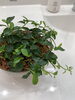 サロンのGreen「新芽の季節」