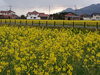 キレイでしたぁぁぁ「菜の花満開」