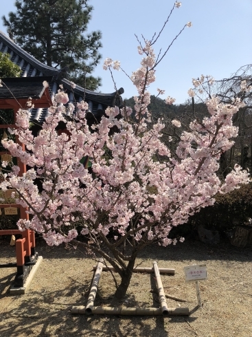 満願寺の桜「桜、サク♪」