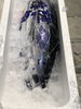 薩摩のカツオ！今年しは良い！「朝4時　船橋市場で本日の魚の仕入れです」