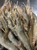 シラサエビ「新鮮!!」