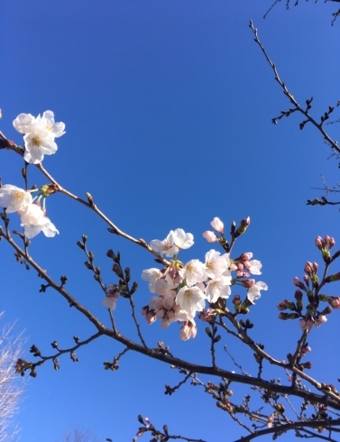 「【センター北のうんち薬局 漢方ハタ薬局】〜  公園に人がいっぱい〜 下痢・便秘・腰痛・膝痛・神経痛・自律神経・睡眠・後鼻漏 漢方相談」