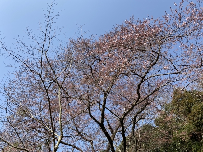 「桜情報！いよいよ桜が咲き始めました！」