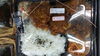 コーンフレークチキンカツ弁当「営業中！」