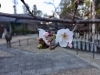 2020年向日神社にて開花一番乗りの桜です 「おしゃれさんの春は早い!?」