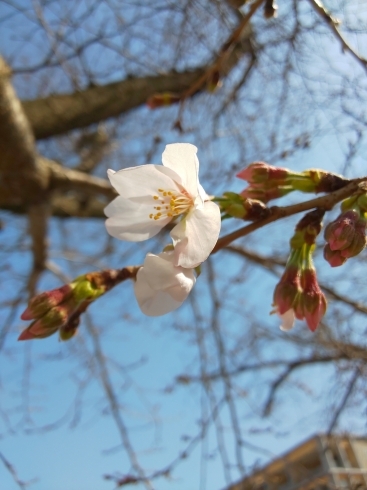 「やっと開花しました」