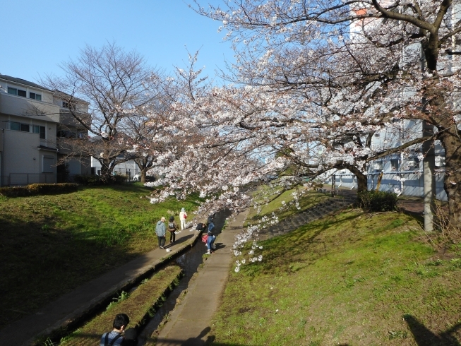 江川せせらぎ緑道。木により違いがあります。「都筑区内ソメイヨシノ（桜）の開花状況（３月２１日現在）」