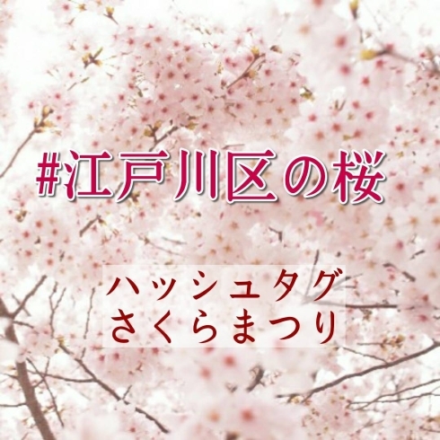 「今年も桜が咲いたら【江戸川区の桜を愛でるハッシュタグ企画！】」
