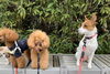 ポワンくん　こっち向いて〜「おはようございます^o^」