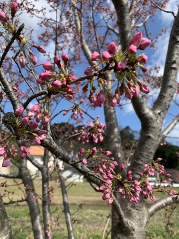 もうすぐです「桜が咲いたらฅʕ •ﻌ• ʔฅ♬*ﾟ斐川町 仏壇」