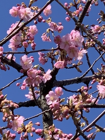 3月15日撮影。ソメイヨシノの開花も待ち遠しいです「４月１日から不動産賃貸契約のルールが見直されます」