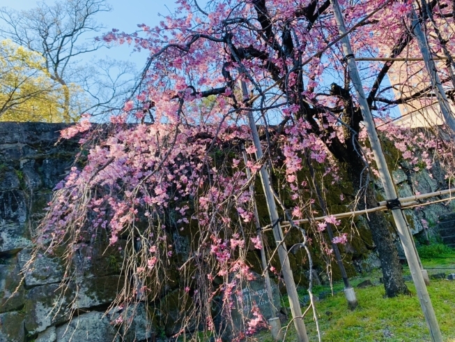 「和歌山城の枝垂れ桜　是非見に来て下さい(/・ω・)/」