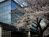 「桜」