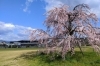 梅小路公園の枝垂れ桜が仲良く並んで咲いています まいぷれ下京 東山編集部のニュース まいぷれ 京都市下京区 東山区