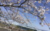 「西海橋桜満開です🎶おすすめは「さくらもち」と「桜まんじゅう」です🎶」