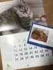 今年はこちらのカレンダーを飾りました「お家の猫ちゃんの幸せの雫をお外の猫ちゃんへ。「2dropsキャンペーン」で保護猫支援、今年も続けます」