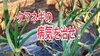「タマネギの病気を抑える資材を確認しろ！　タネのハシモト」