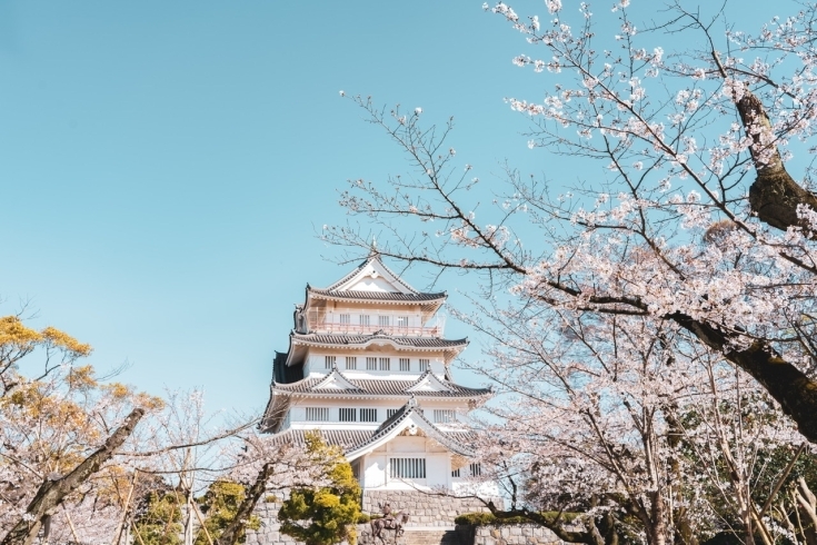 「桜 【千葉 稲毛 美浜 浅間神社近くの写真館★着物・和装撮影はプロにお任せ】」