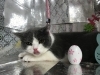 3月日 シャンプーコースのりたちゃん 犬猫のトリミング屋