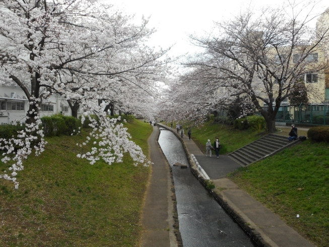 江川せせらぎ緑道。美しい！「都筑区内ソメイヨシノ（桜）の開花状況（３月２７日現在）」
