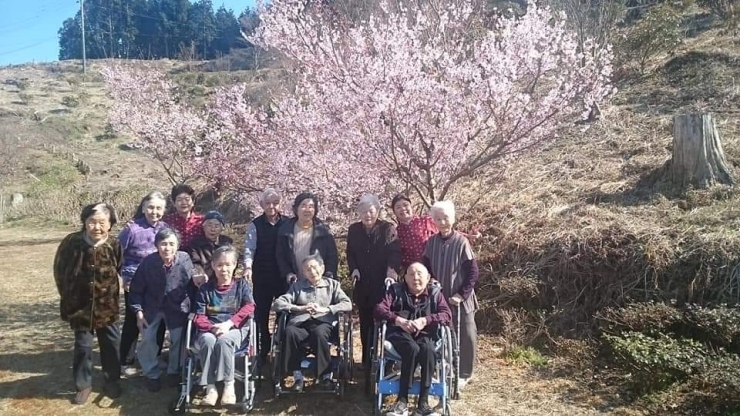 「デイサービス金太郎桜見学野外歩行訓練(^○^)‼️。」