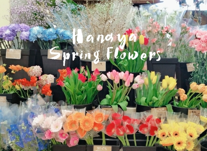 「【ホック皆生店】春の花々」