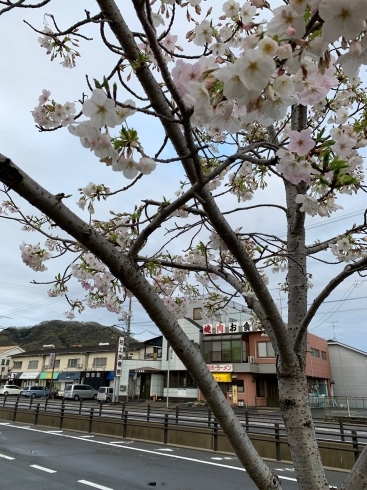 仕事場前の桜「はじめまして、村上接骨・はり・きゅう院です。」