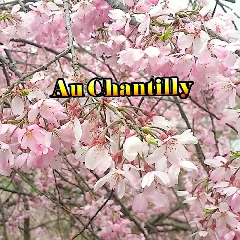 八女市室岡にある岡山公園の桜「八女も桜が満開です♪」