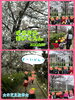 桜の下でよーいどん！「*＊お花見散歩＊*  [交野市・小規模保育園]」