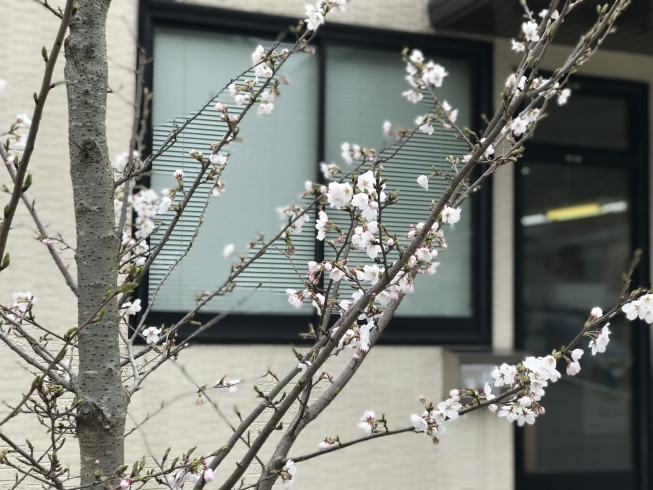 「編集部事務所にも春が来ました꒰*´∀`*꒱」