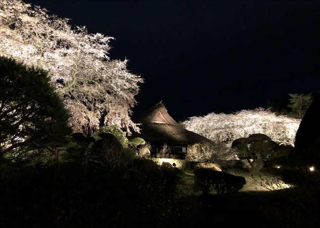 夜桜ライトアップ「夜桜ライトアップ【秩父宮記念公園】4/1で終了と致しました。」