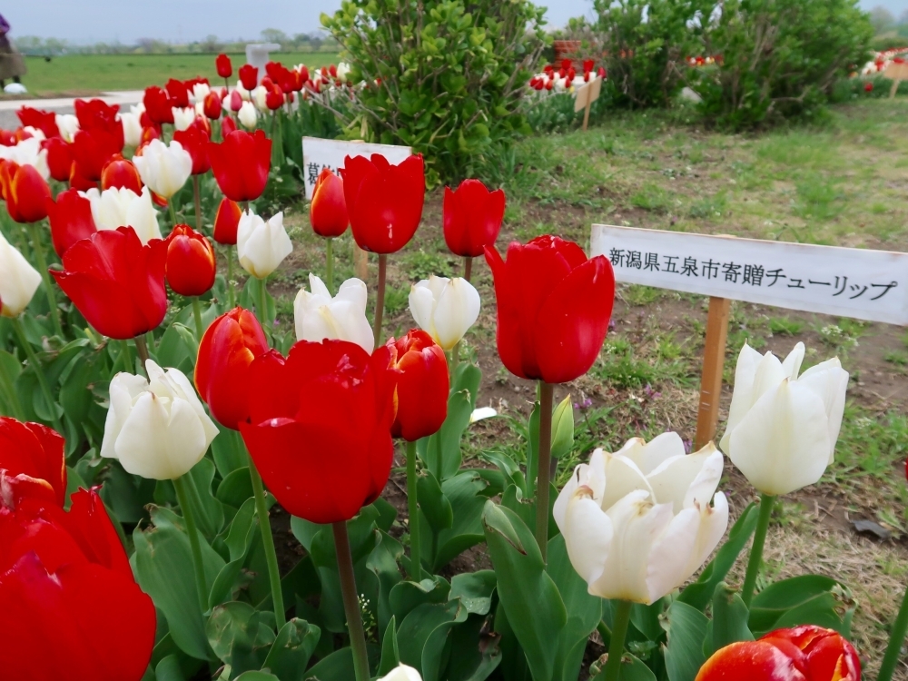 花言葉は 思いやり チューリップ2万球が江戸川柴又河川敷で綺麗に咲い